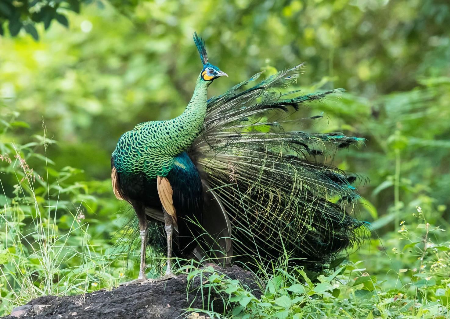 鸡窝真能飞出“凤凰”！安徽居民家中惊现大鸟，专家竟认错物种？