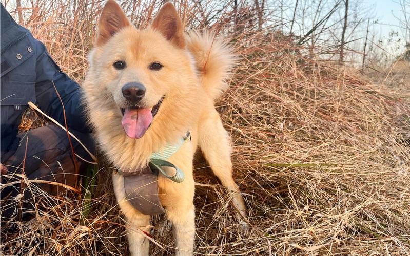 养什么狗好不咬人又温顺又聪明,哪种狗性格温顺安静而且忠于主人