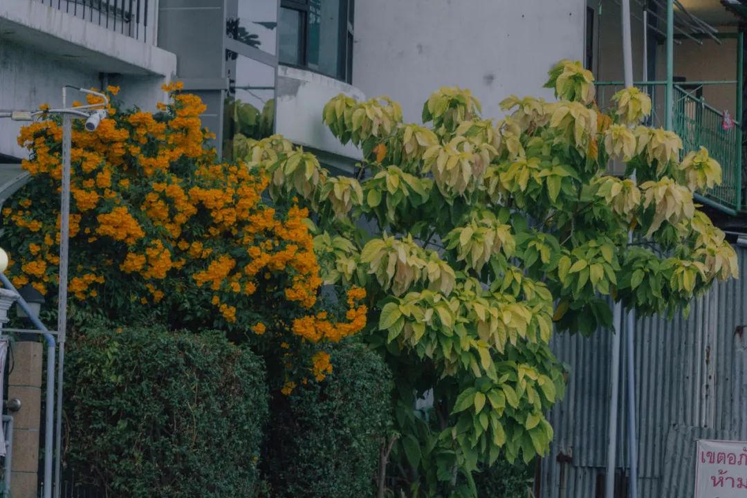 鍘绘嘲鍥芥浖璋峰拰鑺彁闆呯殑鏀荤暐,鍘绘嘲鍥界帺杞浖璋疯姯鎻愰泤