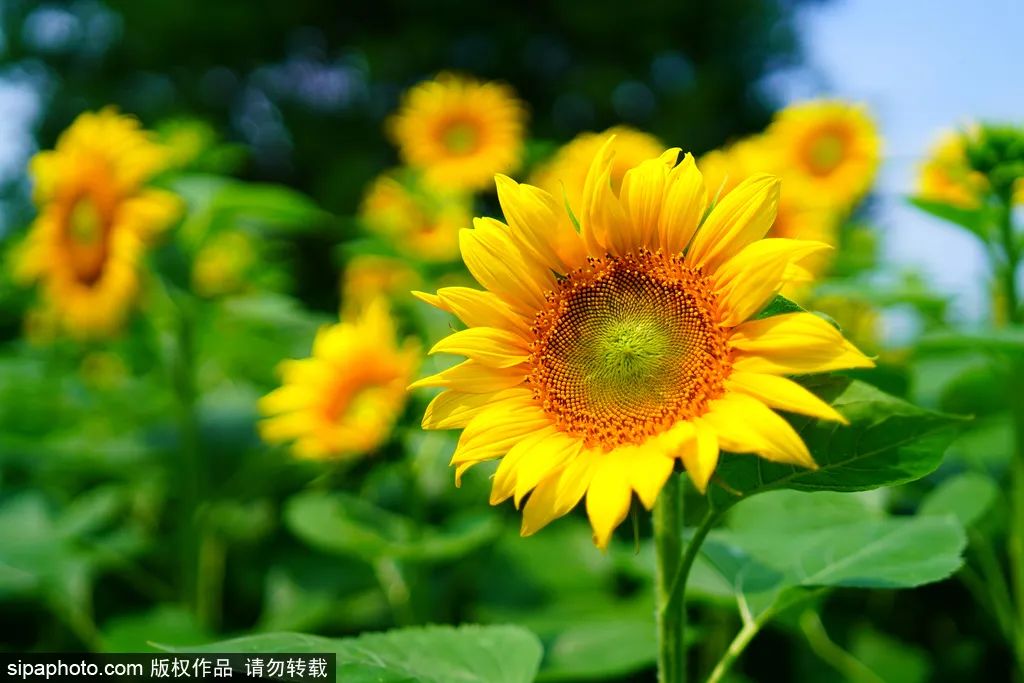 北京周末公园推荐,夏季北京公园好去处