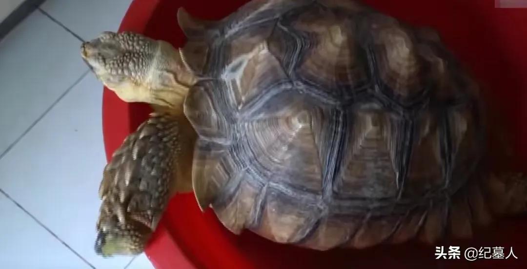 一男子捡到一只乌龟带回家养,男子在野外捡到乌龟越长越不好