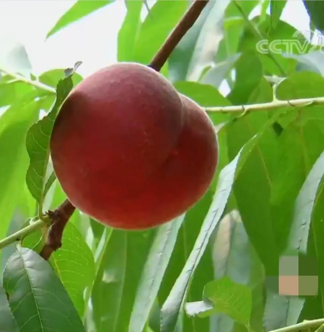 男子承包山区种植作物,90后回家创业承包50亩果园