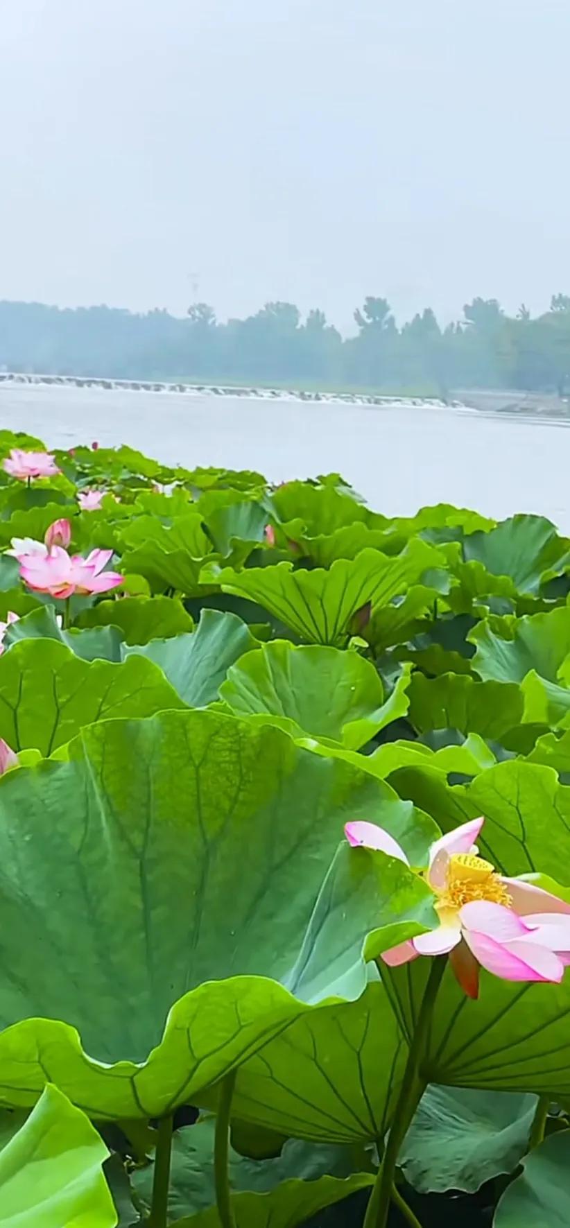 夏的季节荷花图片,三夏荷花图片