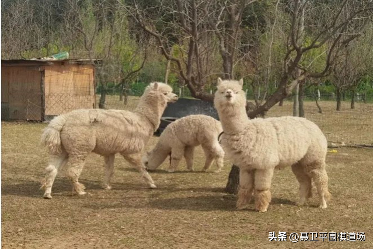 周睿羊和柯洁对决,周睿羊世界冠军