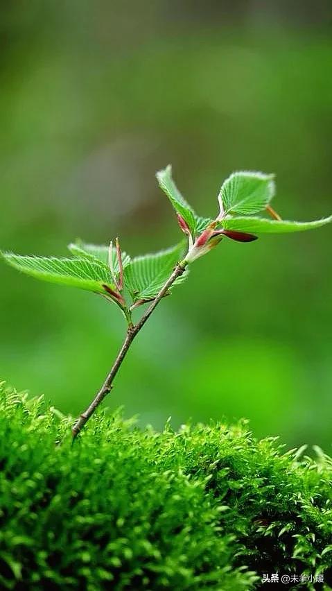 最美的手机壁纸大全,养眼养心的壁纸