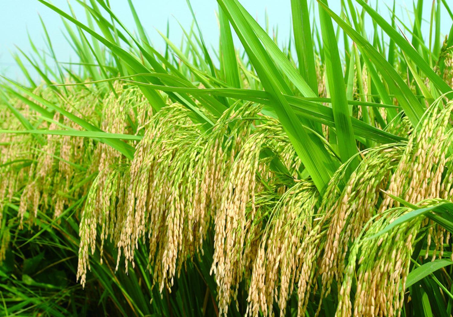 促进水稻氮素吸收利用的途径,促进水稻根系生长的措施