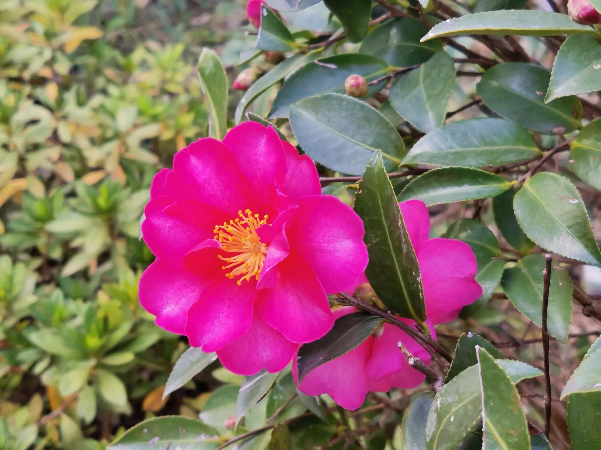 所有花的名称大全,认识各种花的寓意