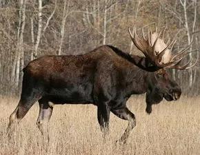 动物千姿百态,动物园的动物千姿百态