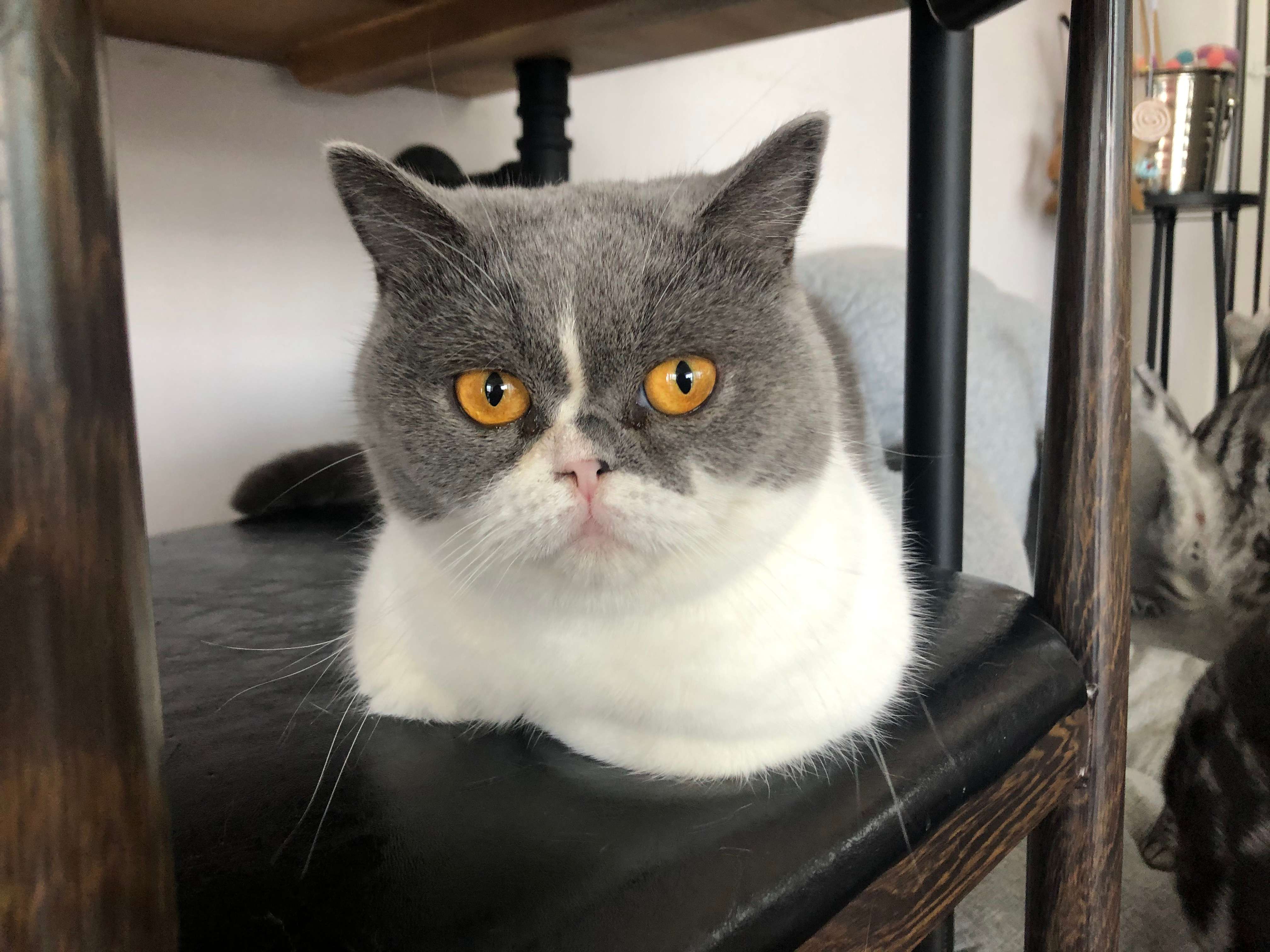 猫咪感觉到冷会往暖和的地方去吗,猫咪感觉冷了有什么表现