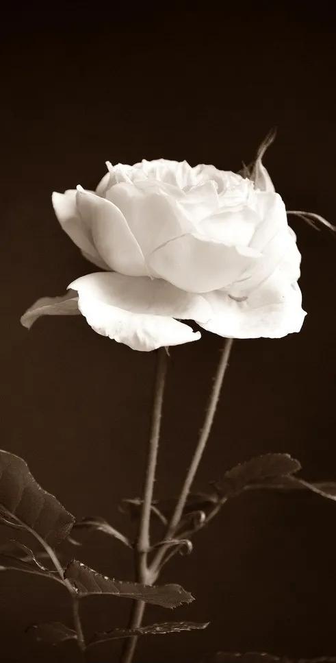 黑白花朵壁纸超清,全屏花朵壁纸无水印黑白