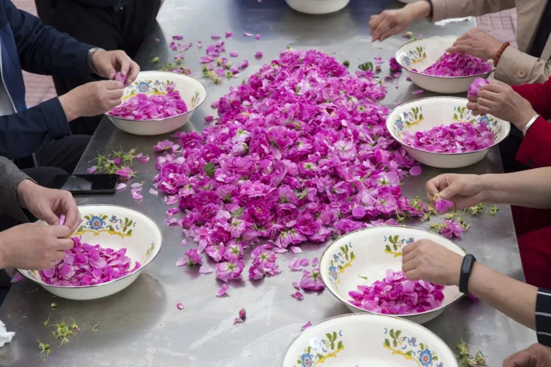 玫瑰和月季的所有种类,比较经典的玫瑰花型月季