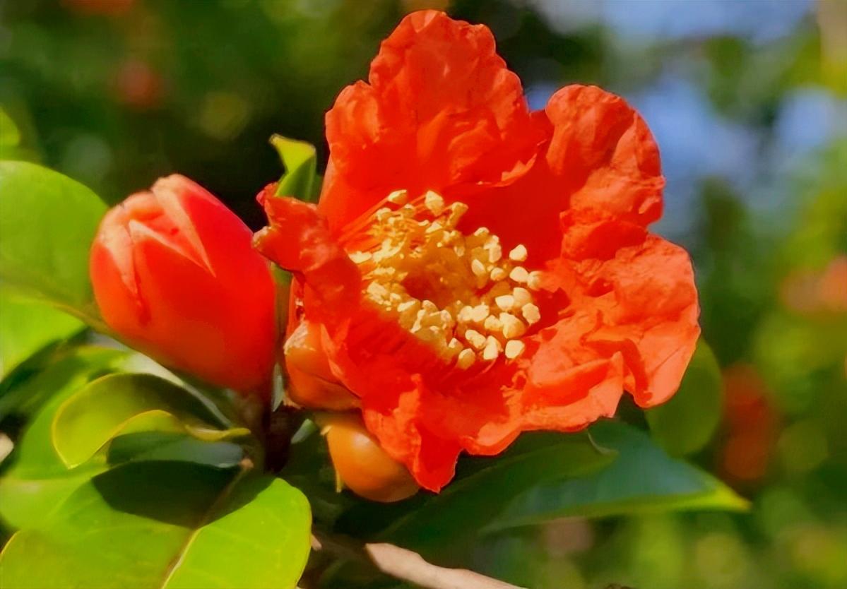 五月石榴花开的唯美诗句,关于石榴花的美文和诗句