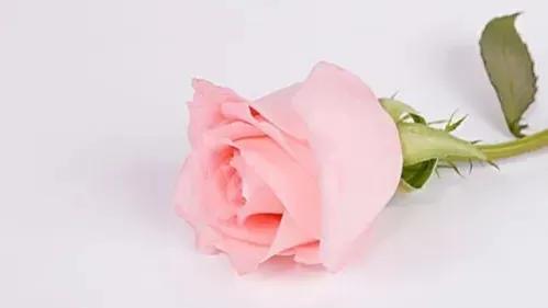 玫瑰花的浪漫花语是什么,七朵玫瑰花的花语