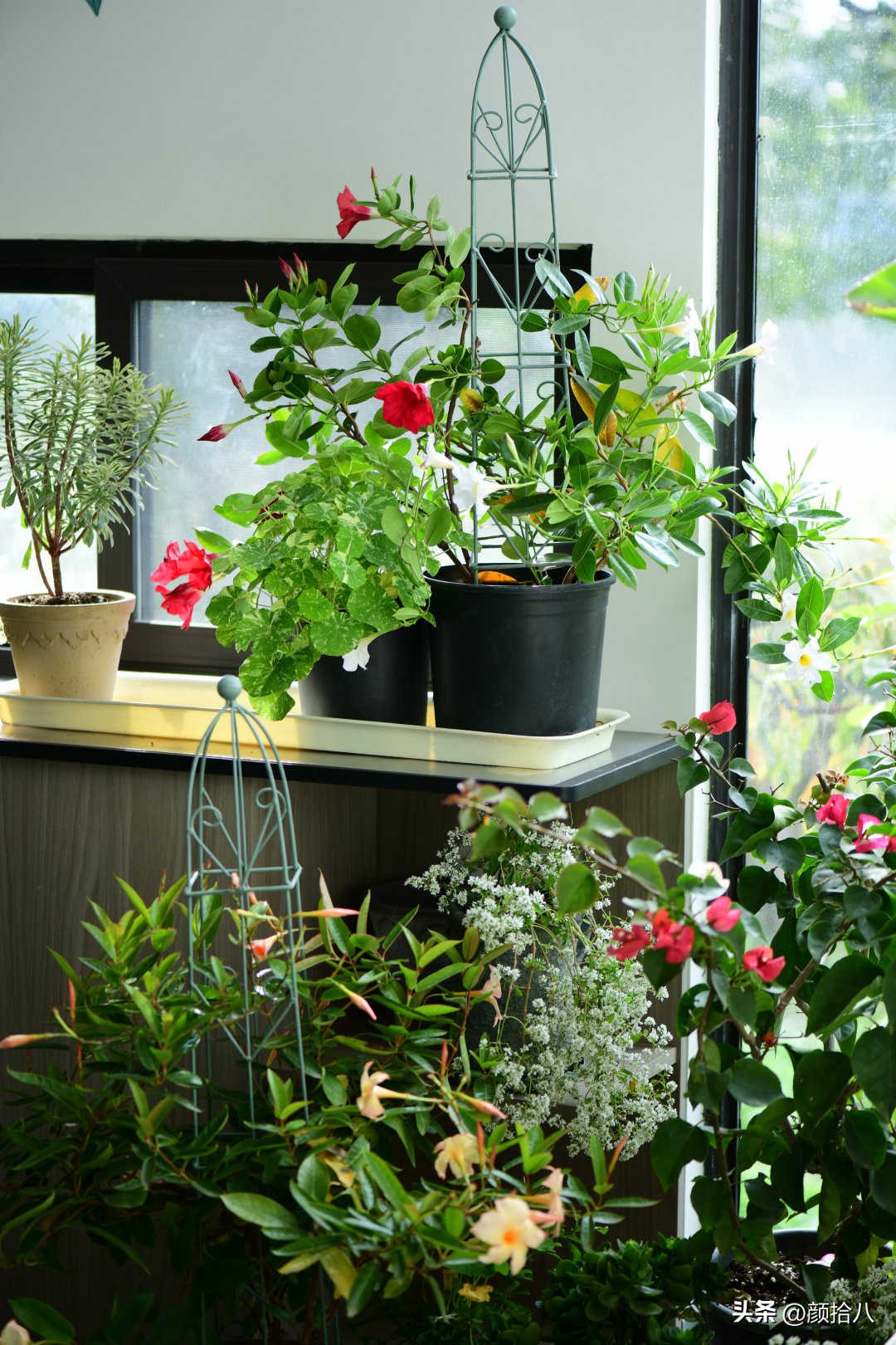 天冷怎么注意植物冻死,植物怕冷怎么过冬