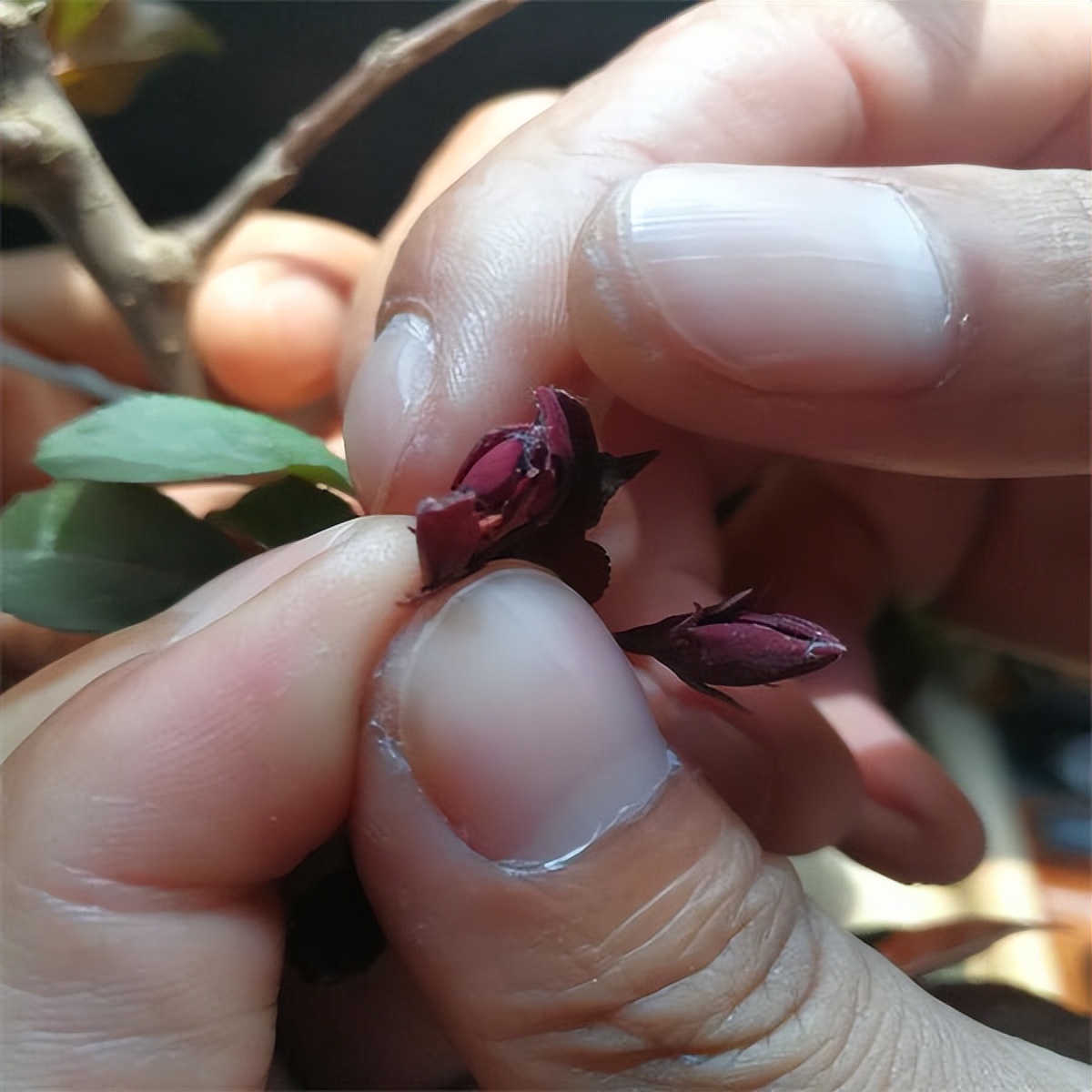 红宝石海棠春节开花吗,红宝石海棠是四季开花吗