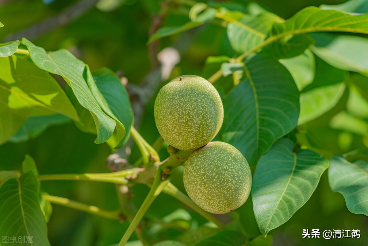 核桃栽植三大禁忌,核桃种植与管理技术分析
