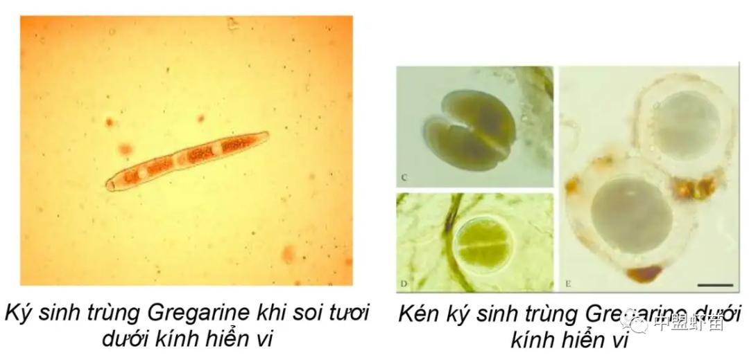 这种虾病，对虾产业产生深远影响！养殖大神揭露该病的今生前世！