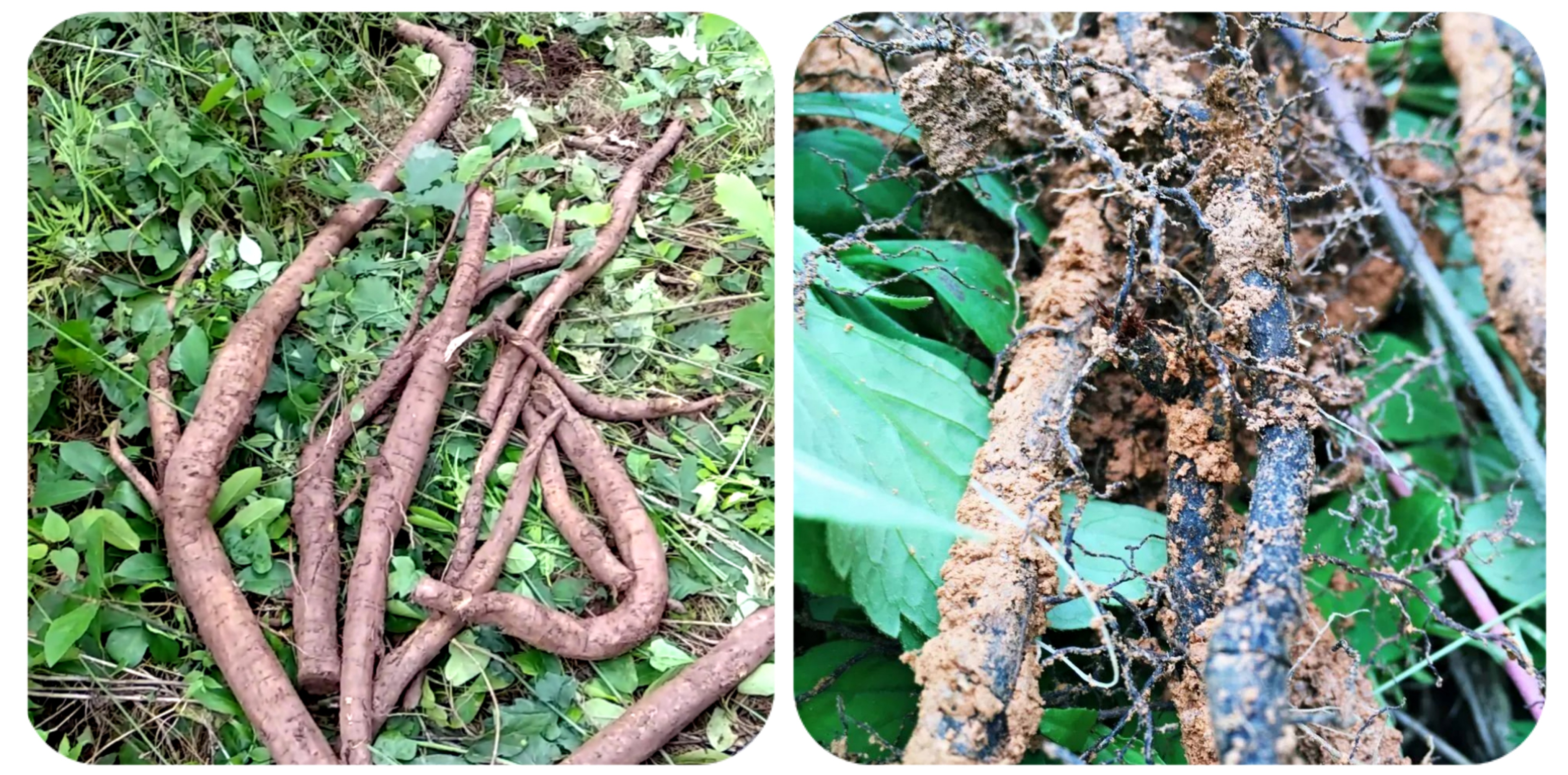 可以吃的野菜大全100种图解,教你认识100种野菜