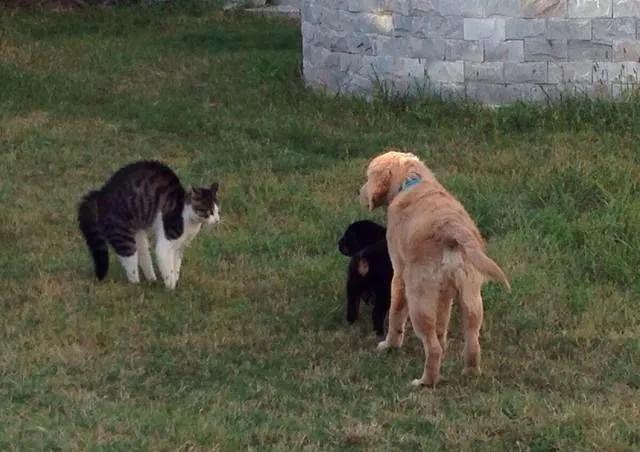 猪来穷狗来富猫来盖白布啥意思,猫来盖白布是什么意思