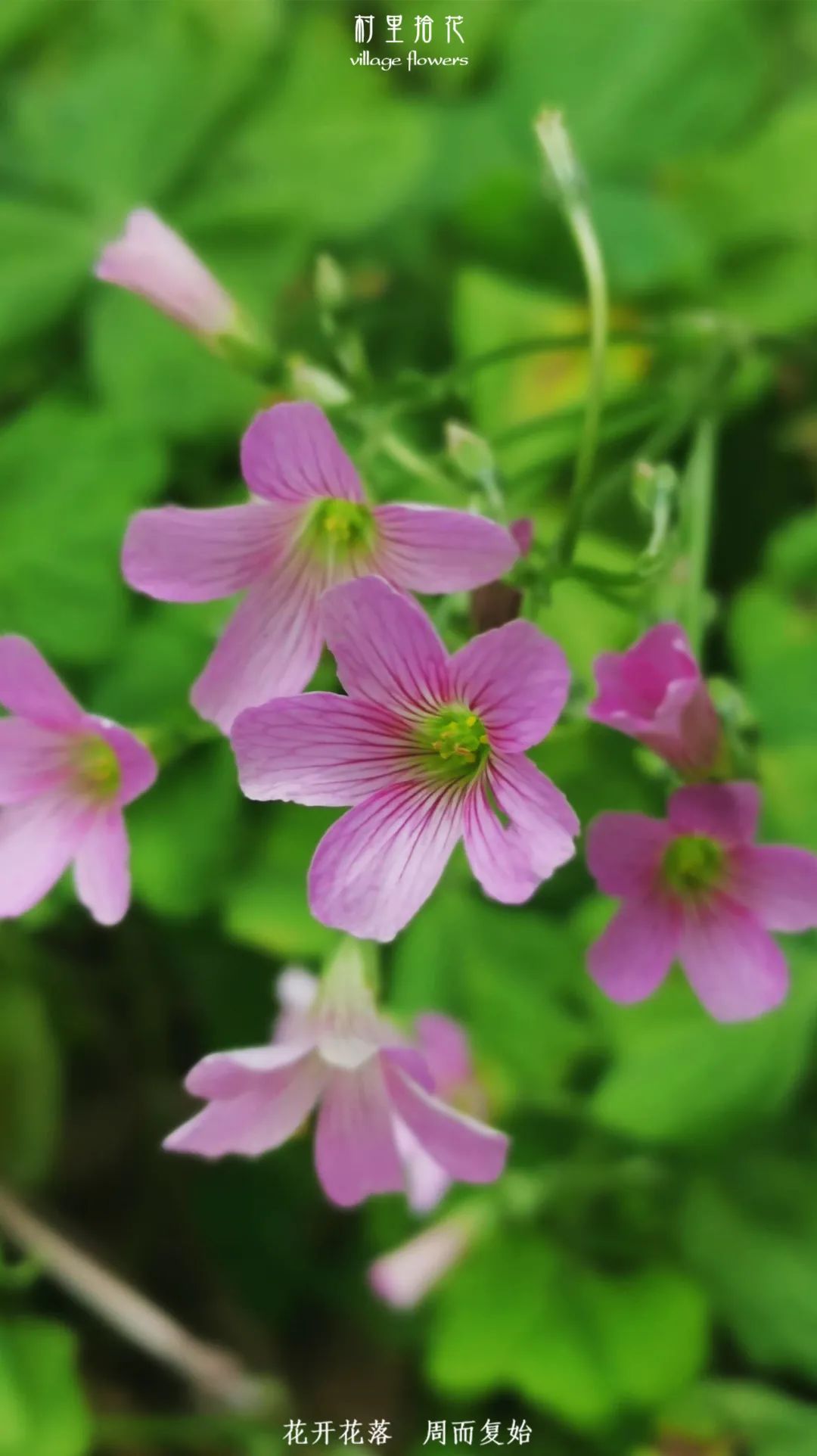 红花酢浆草简介,红花酢浆草喜欢酸性还是碱性土壤