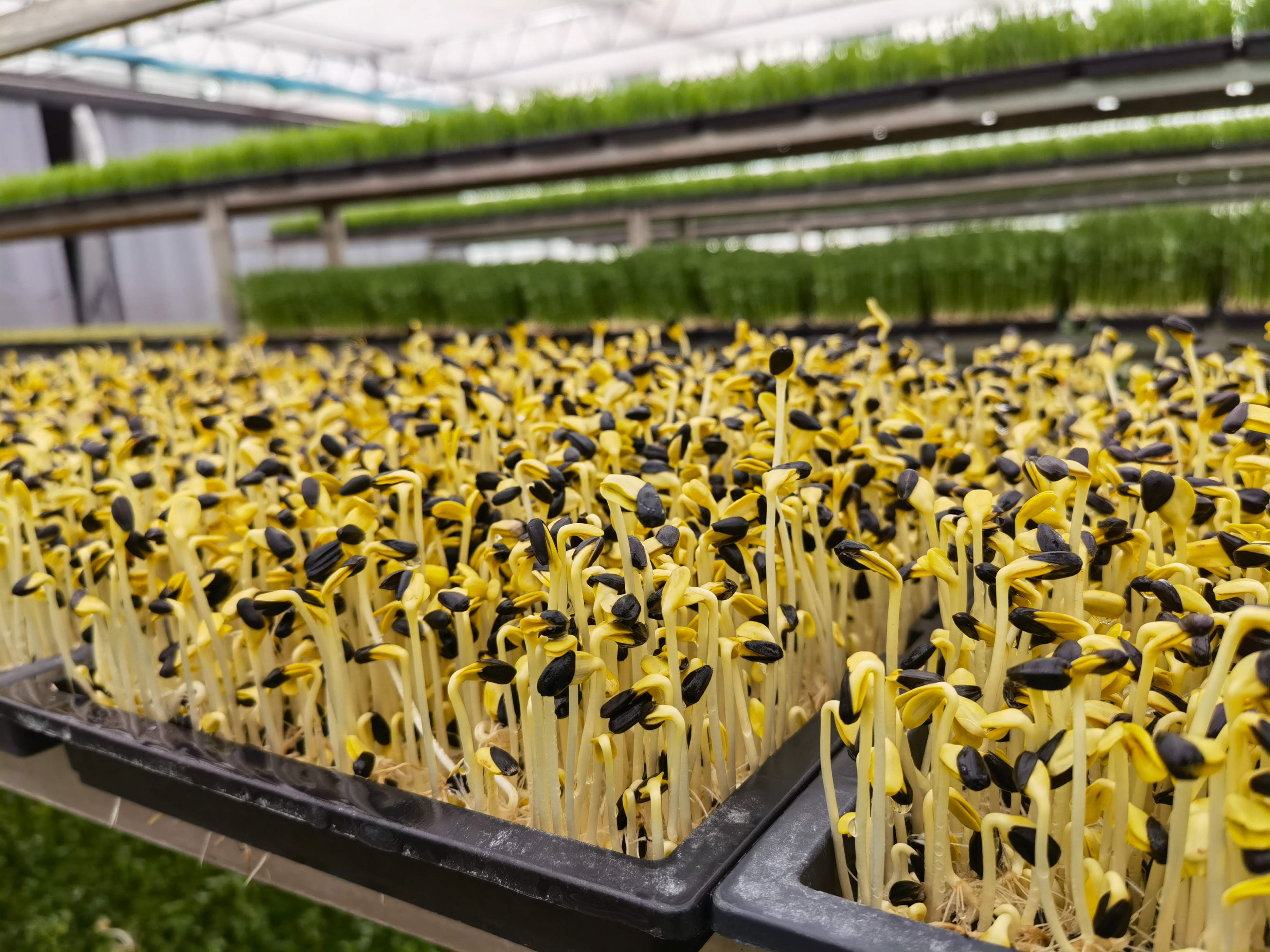 芽苗菜种植骗局,芽苗菜真的很赚钱吗