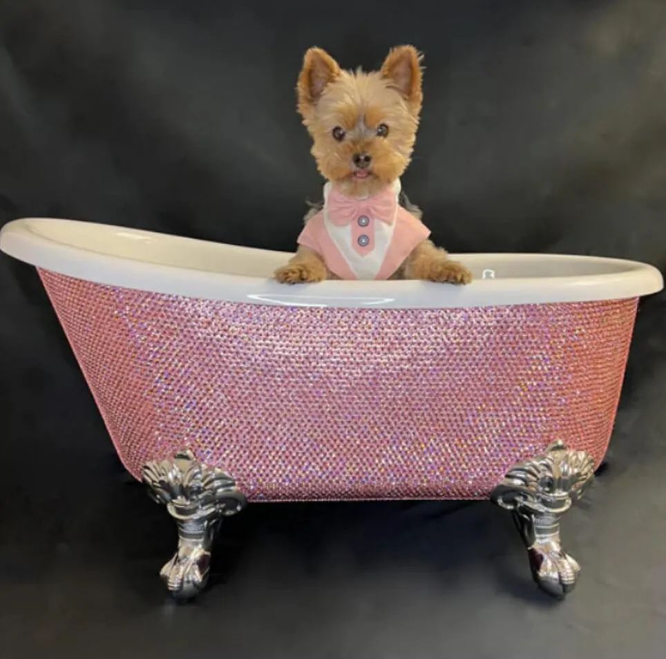 只坑有钱人大赏！哈哈哈哈穷人看了笑哭……