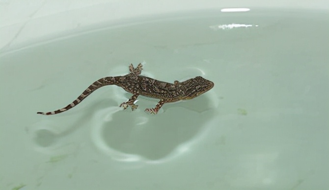 家里进了壁虎可以不理吗,家有壁虎需要留住吗