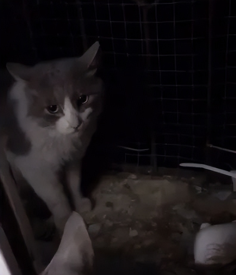 渣猫被小母猫找上门,渣猫出门被老婆抓