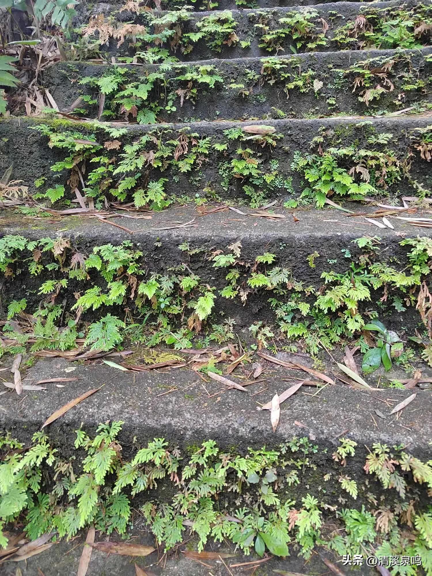 白水寨亲瀑台,白水寨瀑布最佳观景台多高