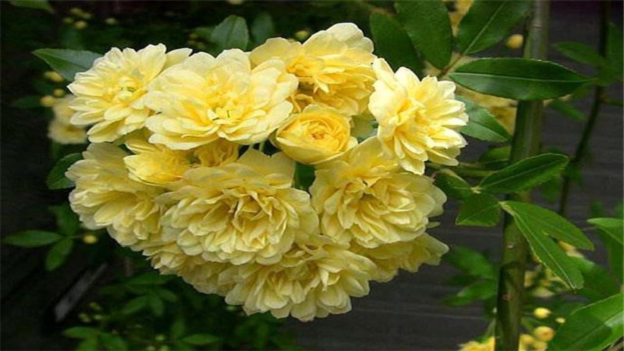 看看花市最受欢迎的6种花,这5种花再好看也别乱养