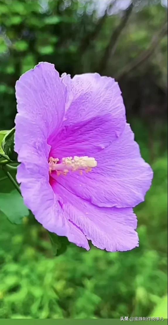 鸟语花香百花争艳让人陶醉,宁静祥和鸟语花香