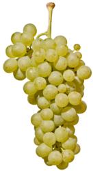 小众之美|AltoAdigeDOC上阿迪杰