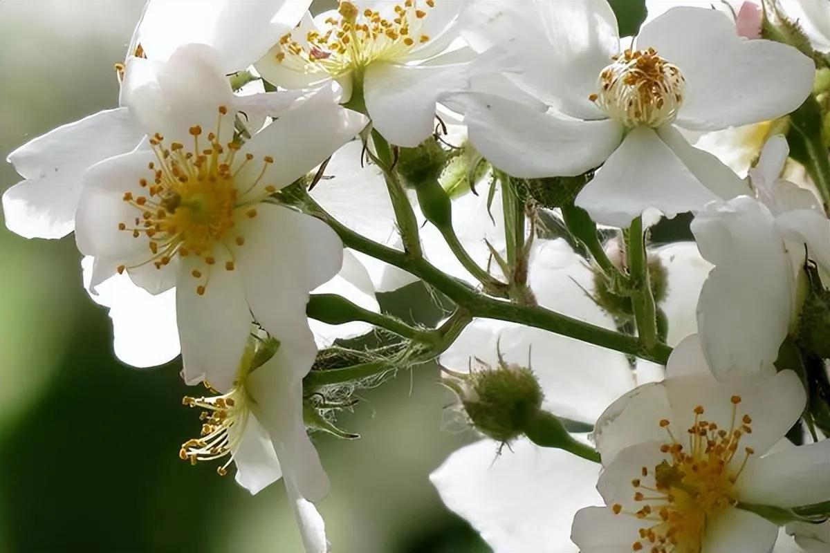 花开到荼蘼的诗句,花开荼蘼花事了诗句