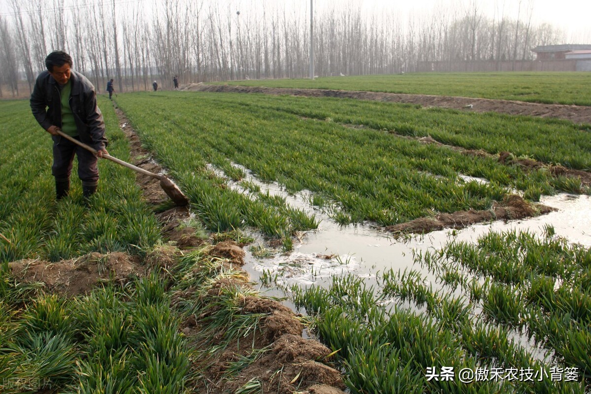 小麦春季苗黄苗弱苗怎么补救,小麦黄苗死苗什么原因怎么补救