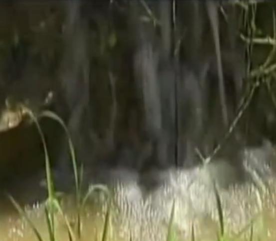 稻田惊现不明生物行动诡异,大山深处不明生物真相大揭秘