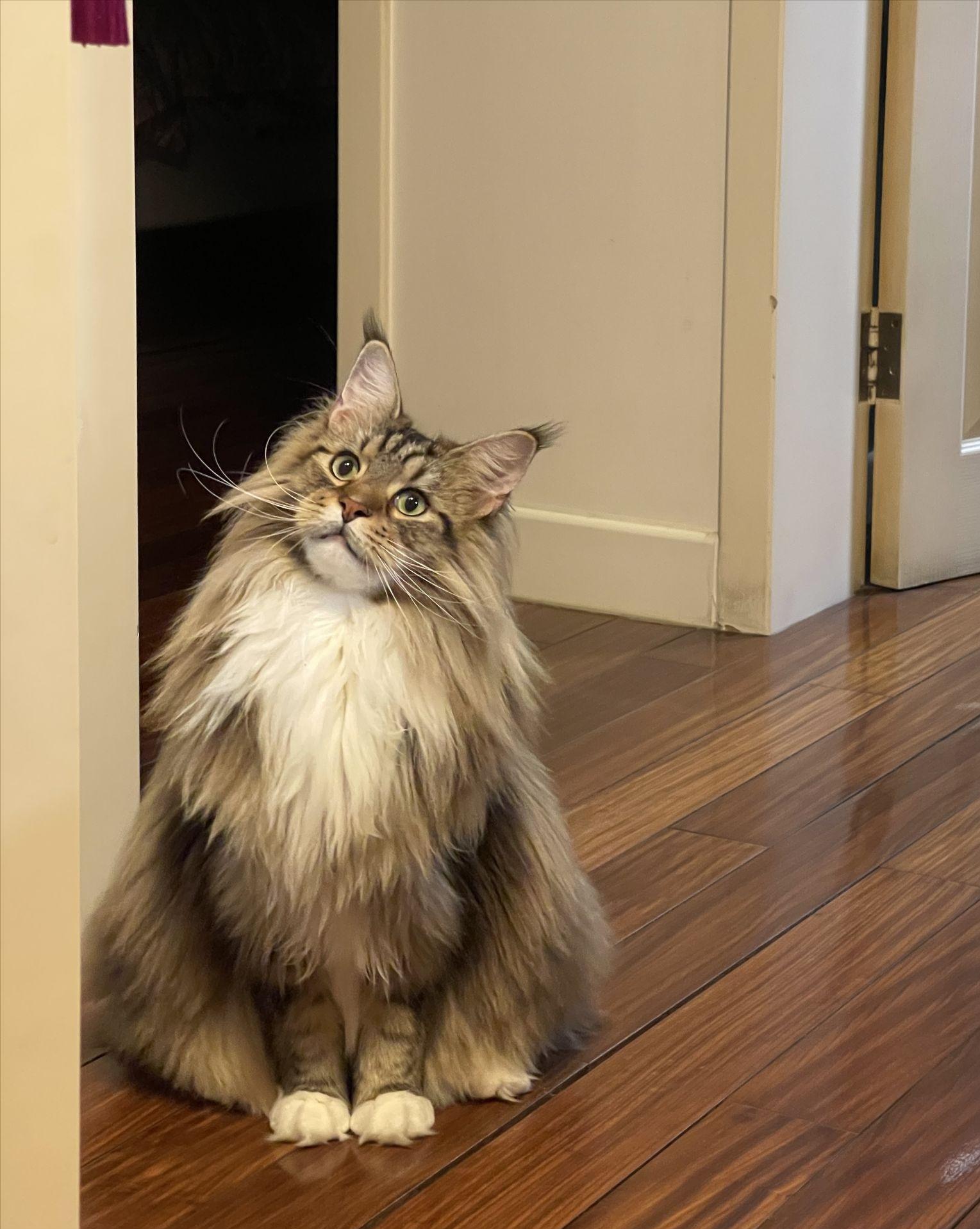 养了很多只猫的缅因猫,养完最后悔的狗