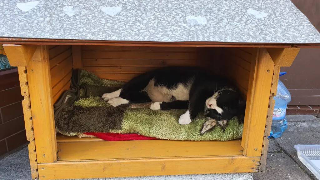 波兰一流浪猫成5星旅游景点,一只流浪的大肥猫