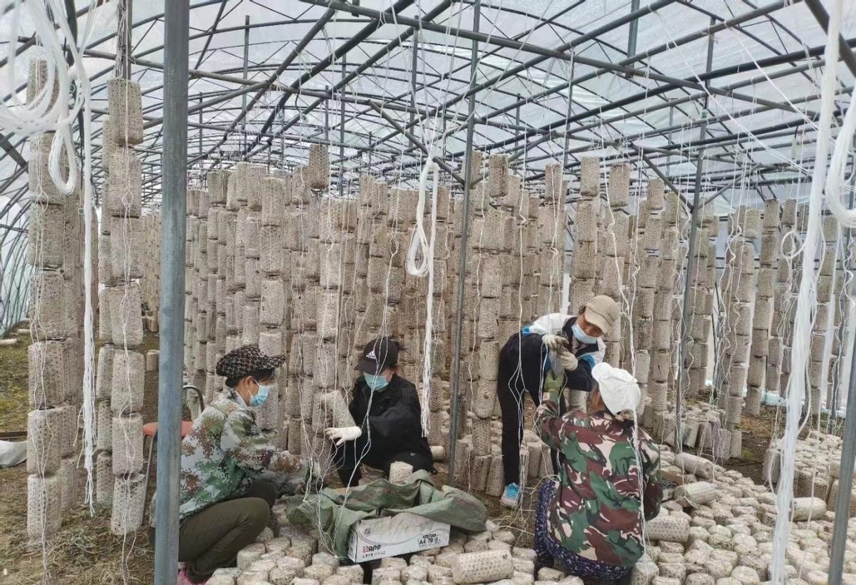 二道河种植木耳,黑木耳开出致富花