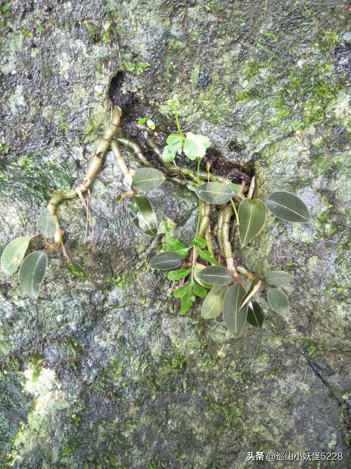 海口金牛岭的传说故事,三亚凤凰岭的传说和故事