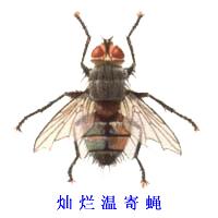 病虫害防治之昆虫外部形态小结,农作物常见害虫防治