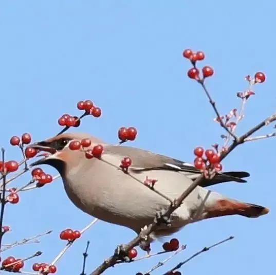 太平鸟图片大鸟,太平鸟图片大全高清壁纸