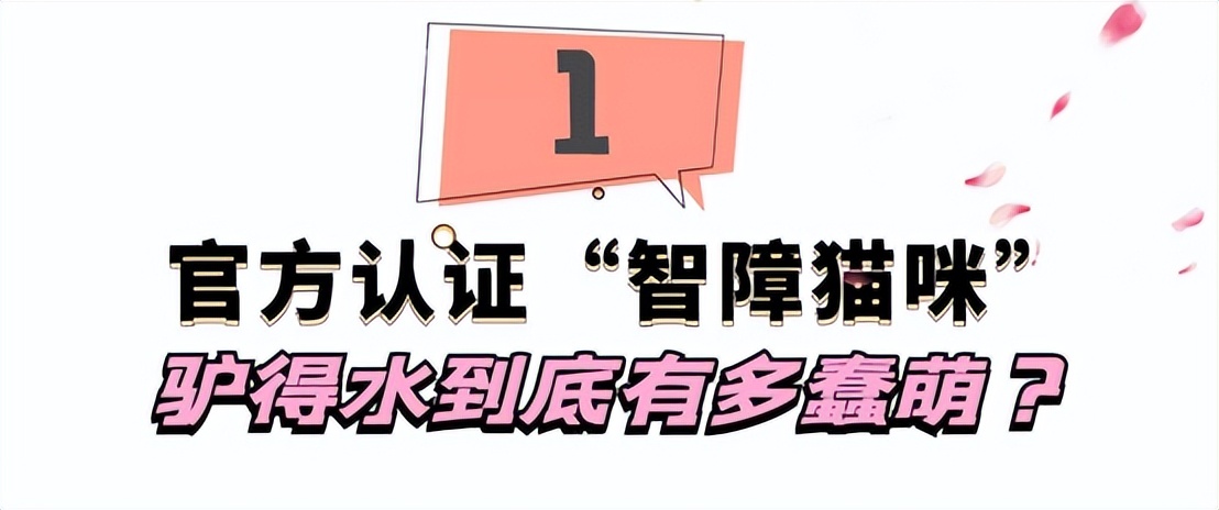 驴得水小朋友是智障猫吗,全网公认的智障猫怕水