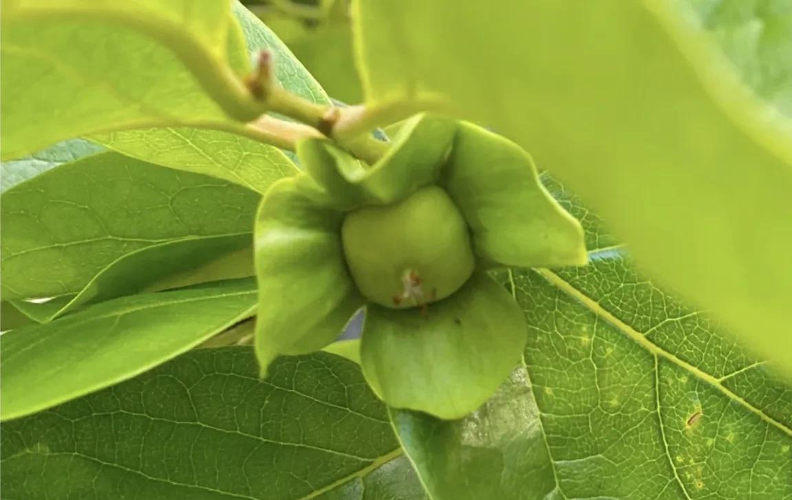 柿子生长期如何防落果,柿子九月份的病虫害管理