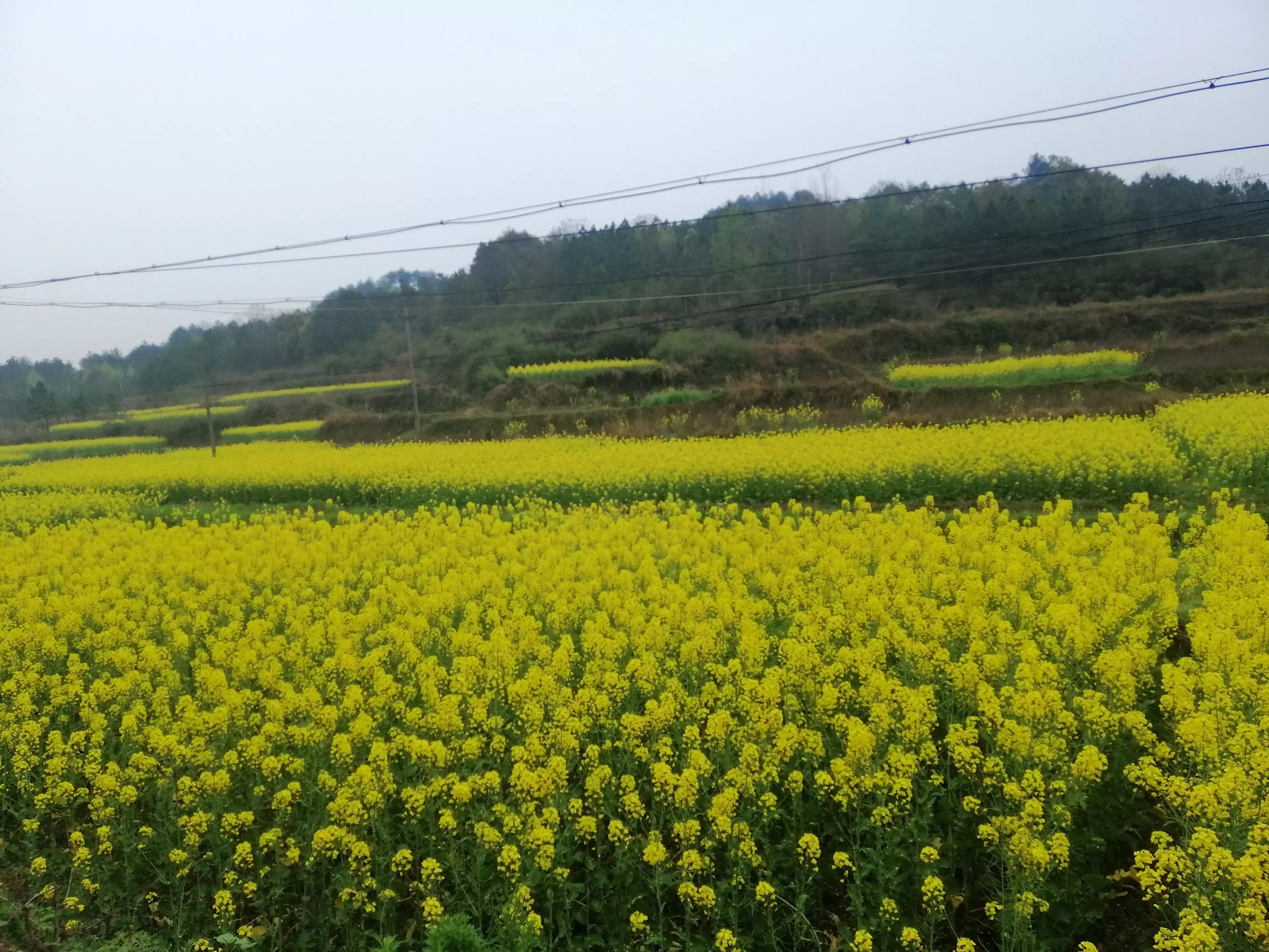 乡情的散文大全,乡情散文外婆的心上人