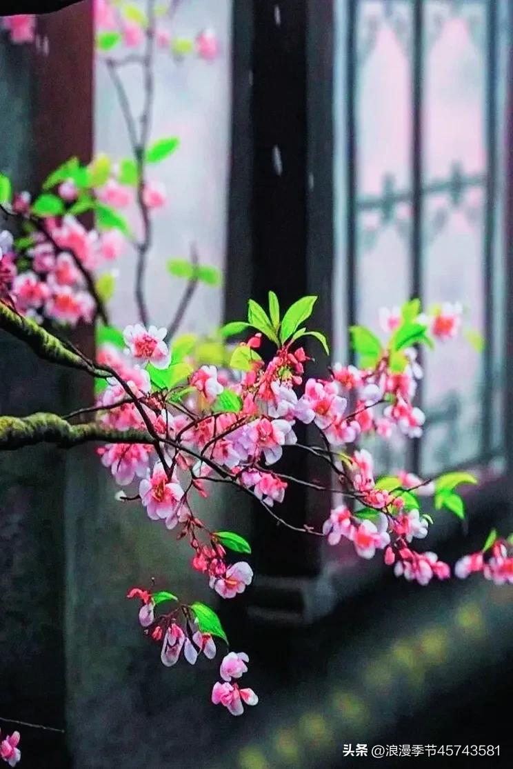 寻了半生的春天你一笑便是了英文,寻了半生的春天你一笑便是了翻译