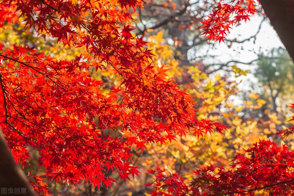 秋天的苏州必去的景点,苏州秋天小众景点推荐