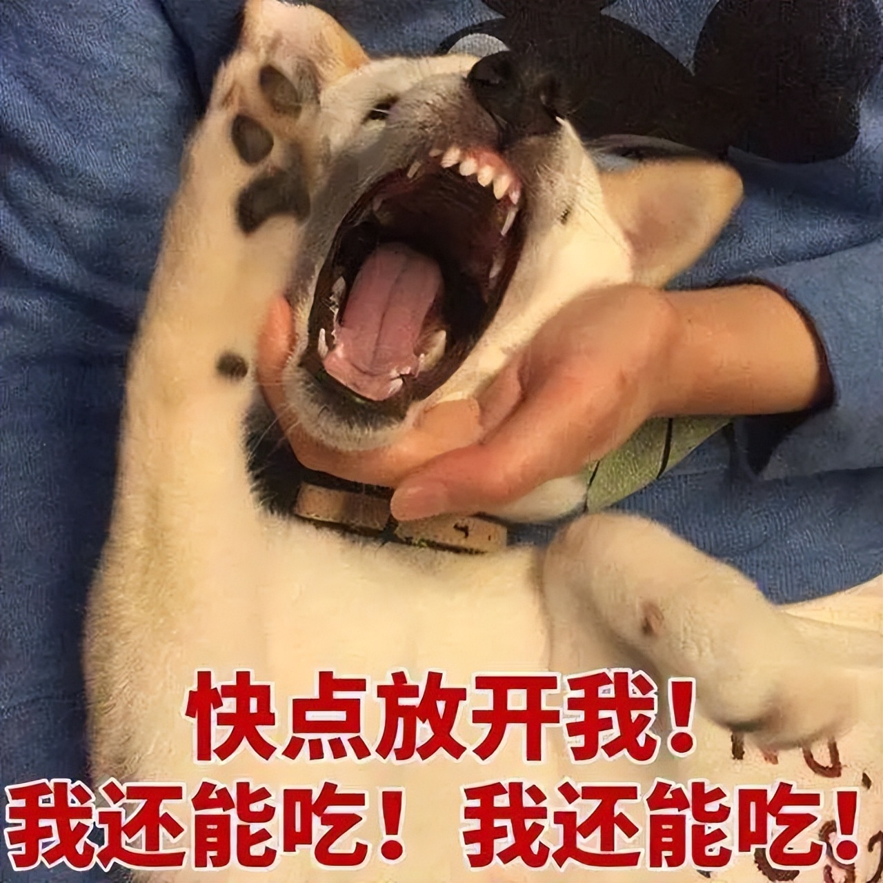 爱吃辣的人有痔疮吗,爱吃辣的人都会得痔疮吗