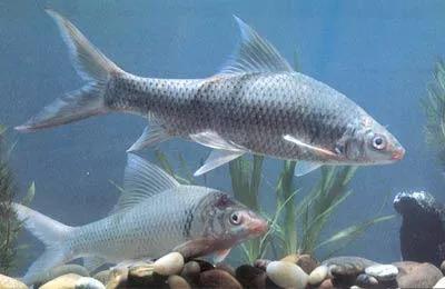 中国常见的淡水鱼全部图片,史上最全的淡水鱼图集