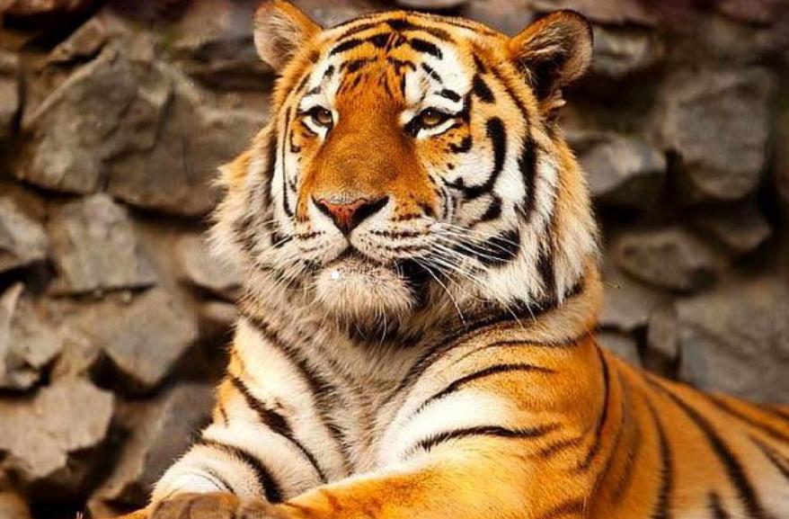 古代对动物的雅称词汇大全,古人描写动物的诗有哪些