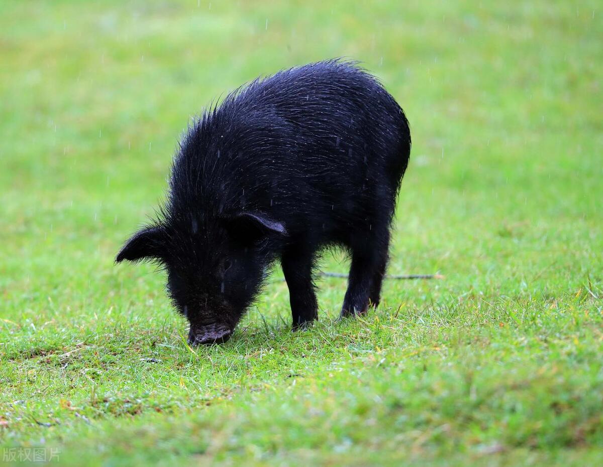 仔猪水肿不用愁简单方法轻松搞定,仔猪水肿病是什么引起的